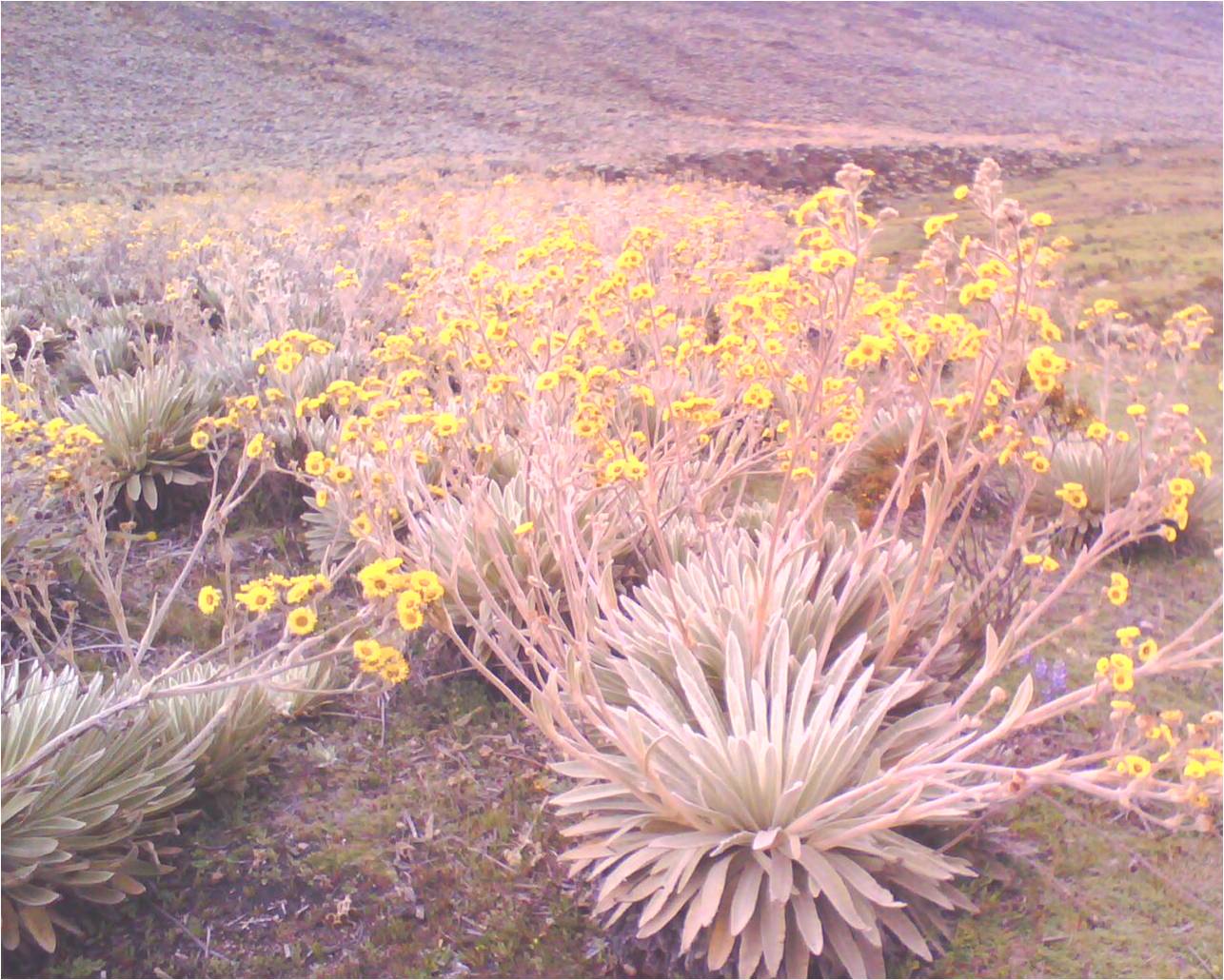 FRAILEJÓN